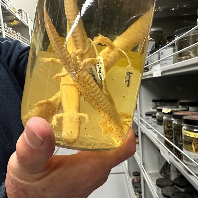University of Michigan slithers toward history with massive acquisition of jarred snake specimens